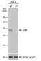 LIM Domain Binding 1 antibody, NBP1-31362, Novus Biologicals, Western Blot image 