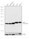 Ataxin 3 antibody, 711823, Invitrogen Antibodies, Western Blot image 