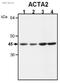 Actin Alpha 2, Smooth Muscle antibody, ab5694, Abcam, Western Blot image 