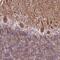 Transcription Factor 20 antibody, PA5-57816, Invitrogen Antibodies, Immunohistochemistry frozen image 