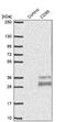 CD99 Molecule (Xg Blood Group) antibody, NBP1-82650, Novus Biologicals, Western Blot image 