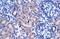 Zinc Finger Protein 134 antibody, PA5-41098, Invitrogen Antibodies, Immunohistochemistry frozen image 