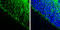 Neurofilament Light antibody, GTX134075, GeneTex, Immunohistochemistry frozen image 