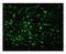 Multiple PDZ Domain Crumbs Cell Polarity Complex Component antibody, 42-2700, Invitrogen Antibodies, Immunofluorescence image 