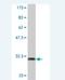 Apolipoprotein C2 antibody, H00000344-M01, Novus Biologicals, Western Blot image 