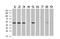 RuvB Like AAA ATPase 2 antibody, NBP2-01764, Novus Biologicals, Western Blot image 