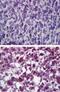 Catalase antibody, PA5-23246, Invitrogen Antibodies, Immunohistochemistry frozen image 
