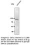 Cadherin 11 antibody, AB0138-100, SICGEN, Western Blot image 