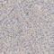 Transcription Factor Binding To IGHM Enhancer 3 antibody, HPA023881, Atlas Antibodies, Immunohistochemistry frozen image 