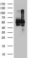 NEDD8 Activating Enzyme E1 Subunit 1 antibody, LS-C339116, Lifespan Biosciences, Western Blot image 