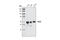 Regulator Of Chromosome Condensation 2 antibody, 3667S, Cell Signaling Technology, Western Blot image 