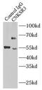 CNKSR Family Member 3 antibody, FNab01799, FineTest, Immunoprecipitation image 