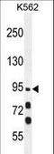 Myosin XIX antibody, LS-C164711, Lifespan Biosciences, Western Blot image 