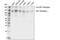 Insulin Like Growth Factor 1 Receptor antibody, 17174S, Cell Signaling Technology, Western Blot image 