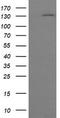 Protocadherin 7 antibody, TA505452, Origene, Western Blot image 