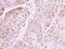 DEAD-Box Helicase 19B antibody, NBP2-16126, Novus Biologicals, Immunohistochemistry paraffin image 