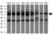 HSP73 antibody, LS-C338026, Lifespan Biosciences, Western Blot image 
