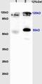 RE1 Silencing Transcription Factor antibody, orb13623, Biorbyt, Western Blot image 