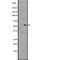 G Protein-Coupled Receptor 176 antibody, abx147462, Abbexa, Western Blot image 