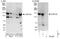 Valosin Containing Protein Interacting Protein 1 antibody, NBP1-49940, Novus Biologicals, Western Blot image 