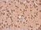 Elongation factor 1-alpha 2 antibody, PA5-27677, Invitrogen Antibodies, Immunohistochemistry frozen image 