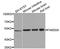 FAM20A Golgi Associated Secretory Pathway Pseudokinase antibody, STJ110794, St John