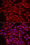 Signal Recognition Particle 19 antibody, 22-461, ProSci, Immunofluorescence image 