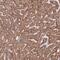 Dedicator Of Cytokinesis 6 antibody, PA5-61964, Invitrogen Antibodies, Immunohistochemistry frozen image 