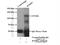 Ras Interacting Protein 1 antibody, 17971-1-AP, Proteintech Group, Immunoprecipitation image 