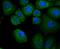 Apoptotic Peptidase Activating Factor 1 antibody, NBP2-67422, Novus Biologicals, Immunofluorescence image 