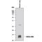 C-X-C Motif Chemokine Ligand 9 antibody, AF-492-NA, R&D Systems, Western Blot image 