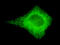 Cytochrome C Oxidase Subunit 4I1 antibody, LS-C178355, Lifespan Biosciences, Immunofluorescence image 