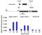 SMAD2 antibody, 700050, Invitrogen Antibodies, Chromatin Immunoprecipitation image 
