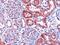 Dicarbonyl And L-Xylulose Reductase antibody, GTX11800, GeneTex, Immunohistochemistry paraffin image 