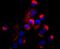 CD99 Molecule (Xg Blood Group) antibody, NBP2-67019, Novus Biologicals, Immunocytochemistry image 