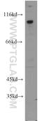 EWS RNA Binding Protein 1 antibody, 55191-1-AP, Proteintech Group, Western Blot image 