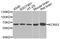 Potassium Voltage-Gated Channel Modifier Subfamily S Member 3 antibody, PA5-76493, Invitrogen Antibodies, Western Blot image 