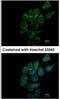 SIAT4 antibody, NBP1-31449, Novus Biologicals, Immunofluorescence image 