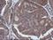 ETS Proto-Oncogene 2, Transcription Factor antibody, NBP2-45543, Novus Biologicals, Immunohistochemistry frozen image 