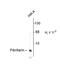 Fibrillarin antibody, 50-266, ProSci, Western Blot image 