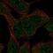 Solute Carrier Family 43 Member 3 antibody, NBP2-69032, Novus Biologicals, Immunofluorescence image 