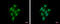 UMP-CMP kinase antibody, GTX105566, GeneTex, Immunofluorescence image 