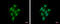 Cytidine/Uridine Monophosphate Kinase 1 antibody, GTX105566, GeneTex, Immunofluorescence image 