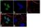 Enhancer Of Zeste 2 Polycomb Repressive Complex 2 Subunit antibody, 711522, Invitrogen Antibodies, Immunocytochemistry image 