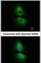 PSA antibody, PA5-30543, Invitrogen Antibodies, Immunofluorescence image 