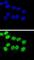 BAG family molecular chaperone regulator 1 antibody, abx031785, Abbexa, Western Blot image 