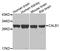 Calbindin 1 antibody, STJ22862, St John