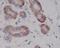 c-Kit antibody, M01335-1, Boster Biological Technology, Immunohistochemistry frozen image 