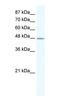 DNA Methyltransferase 1 Associated Protein 1 antibody, orb329698, Biorbyt, Western Blot image 