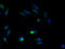 ATL3 antibody, A50981-100, Epigentek, Immunofluorescence image 